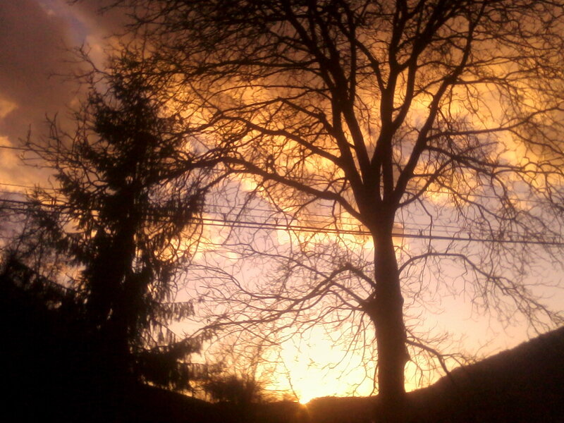 Silhouetted Trees at Sunset — Orange, Dramatic, Photograph, Sky, Power Lines