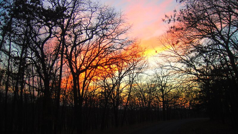 Silhouetted Trees at Sunset — Orange, Dramatic, Photograph, Sky, Road