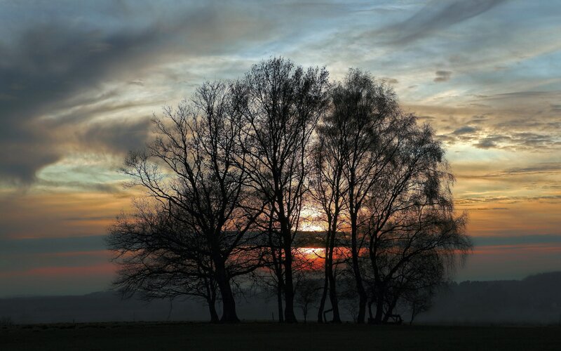 Silhouetted Trees at Sunset — Orange, Dramatic, Photograph, Sky, Sun, Blue
