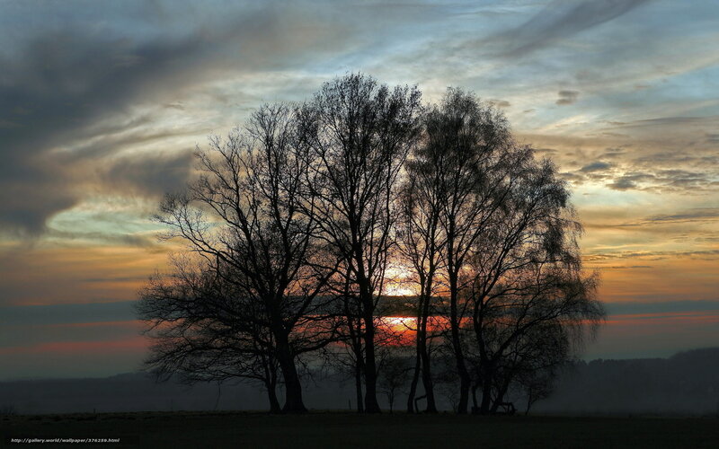 Silhouetted Trees at Sunset — Orange, Dramatic, Photograph, Sky, Sun, Hills