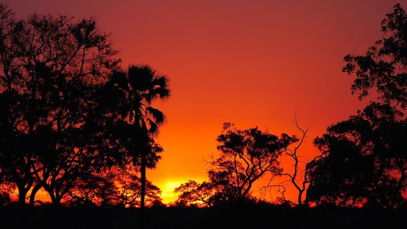 Silhouetted Trees at Sunset — Orange, Dramatic, Photograph, Sky, Sun, Red