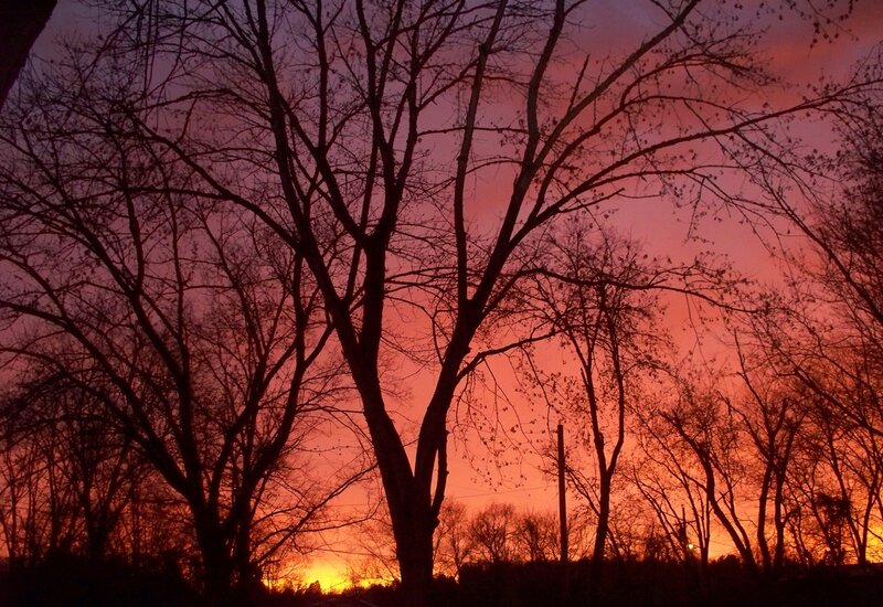 Silhouetted Trees at Sunset — Orange, Dramatic, Photograph, Sky, Sun