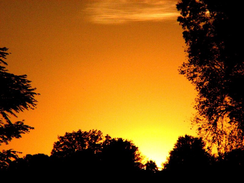 Silhouetted Trees at Sunset — Orange, Dramatic, Photograph, Sky