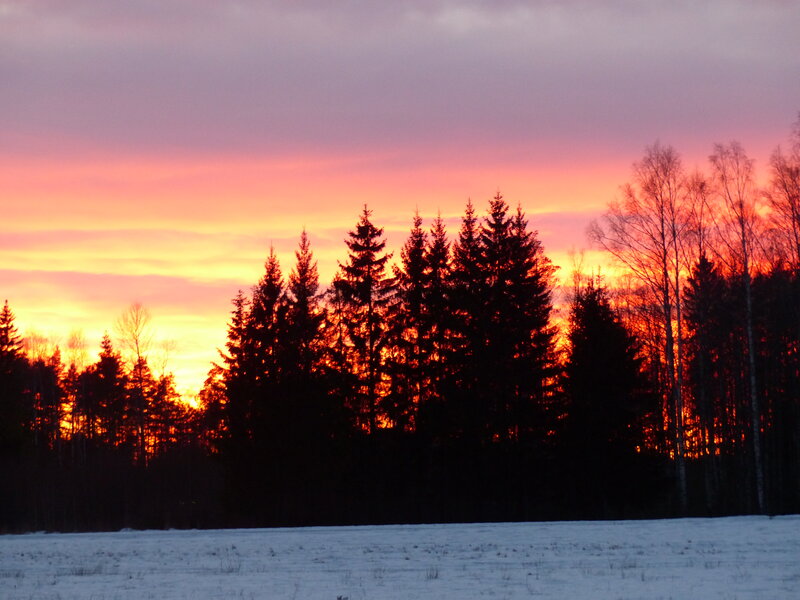 Silhouetted Trees at Sunset — Orange, Dramatic, Photograph, Snow