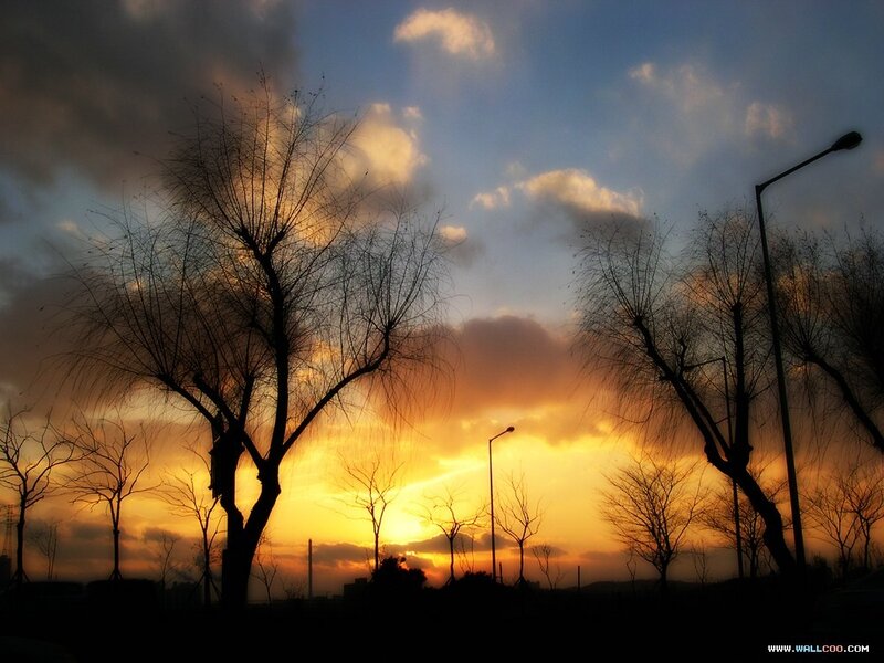 Silhouetted Trees at Sunset — Orange, Dramatic, Photograph, Streetlights