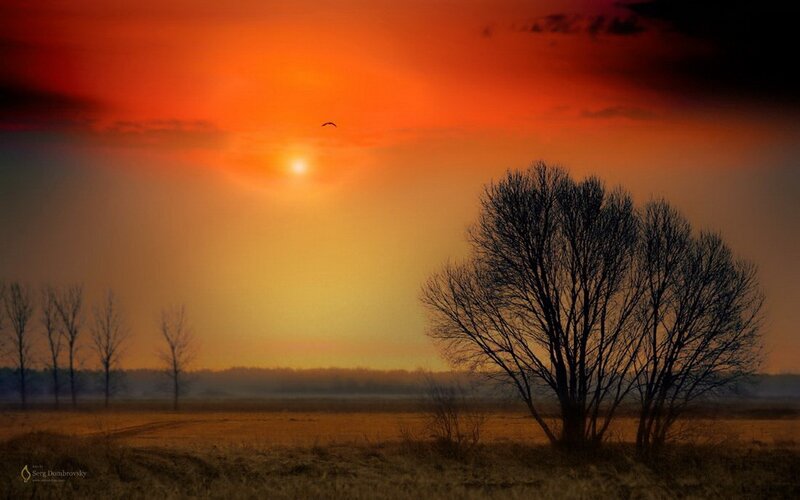 Silhouetted Trees at Sunset — Orange, Dramatic, Photograph, Sun, Bird, Field