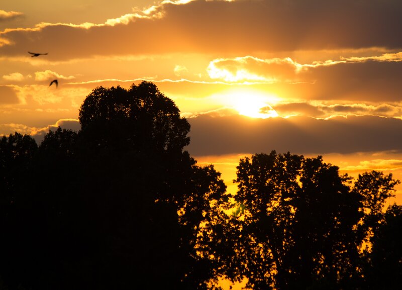 Silhouetted Trees at Sunset — Orange, Dramatic, Photograph, Sun, Clouds, Birds
