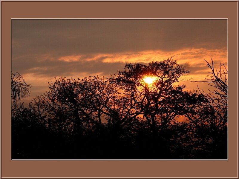 Silhouetted Trees at Sunset — Orange, Dramatic, Photograph, Sun, Clouds, Brown