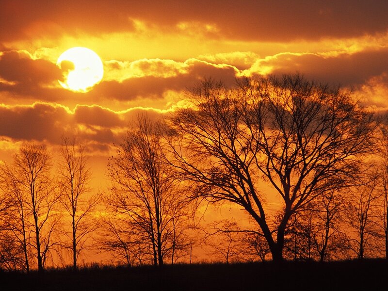 Silhouetted Trees at Sunset — Orange, Dramatic, Photograph, Sun, Clouds, Sky