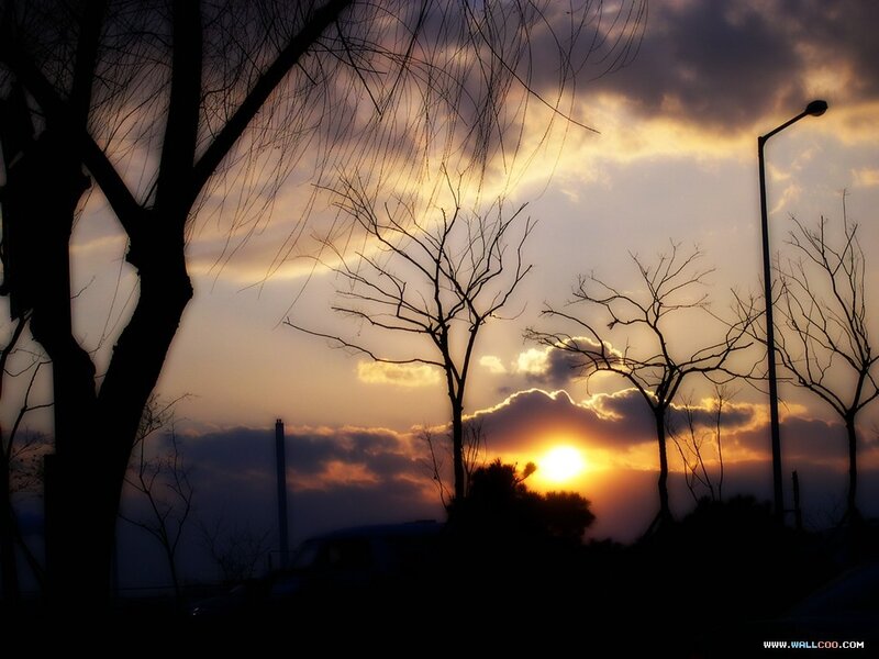 Silhouetted Trees at Sunset — Orange, Dramatic, Photograph, Sun, Clouds, Street Light
