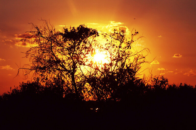Silhouetted Trees at Sunset — Orange, Dramatic, Photograph, Sun, Clouds