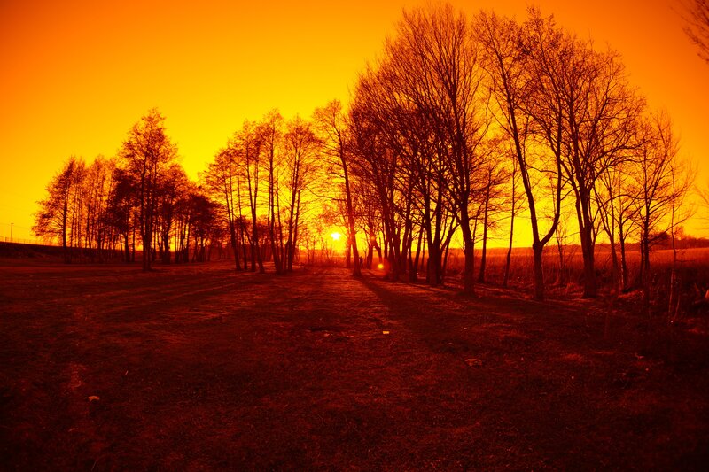 Silhouetted Trees at Sunset — Orange, Dramatic, Photograph, Sun, Field