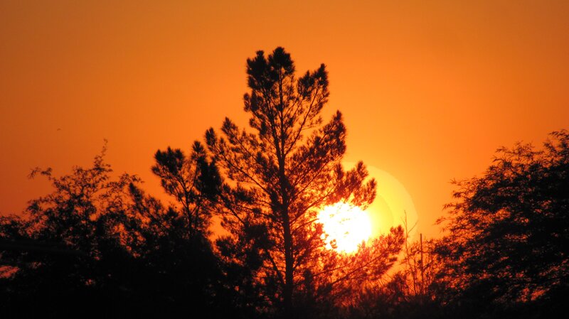Silhouetted Trees at Sunset — Orange, Dramatic, Photograph, Sun, Sky, Black