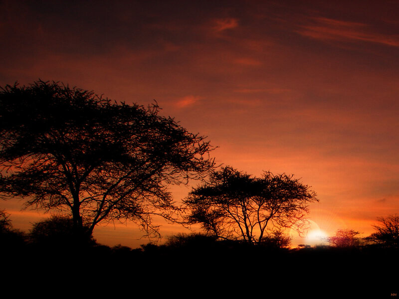 Silhouetted Trees at Sunset — Orange, Dramatic, Photograph, Sun, Sky