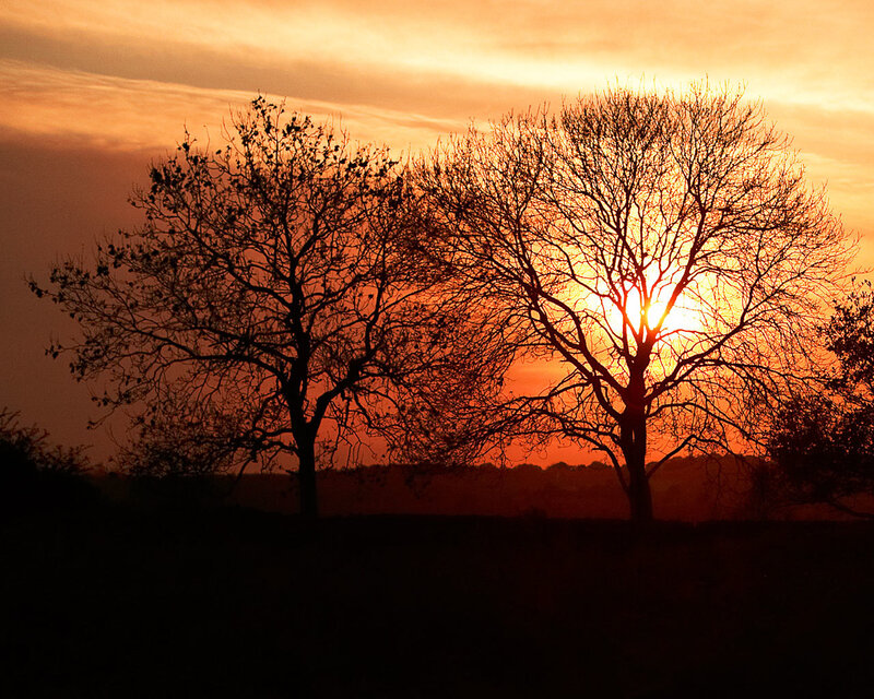 Silhouetted Trees at Sunset — Orange, Dramatic, Photograph, Sun