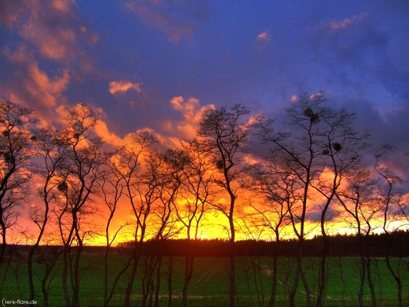 Silhouetted Trees at Sunset — Orange, Dramatic, Photograph