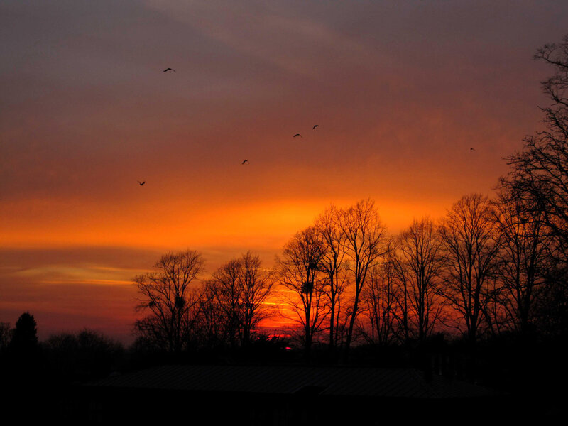 Silhouetted Trees at Sunset — Orange, Dramatic