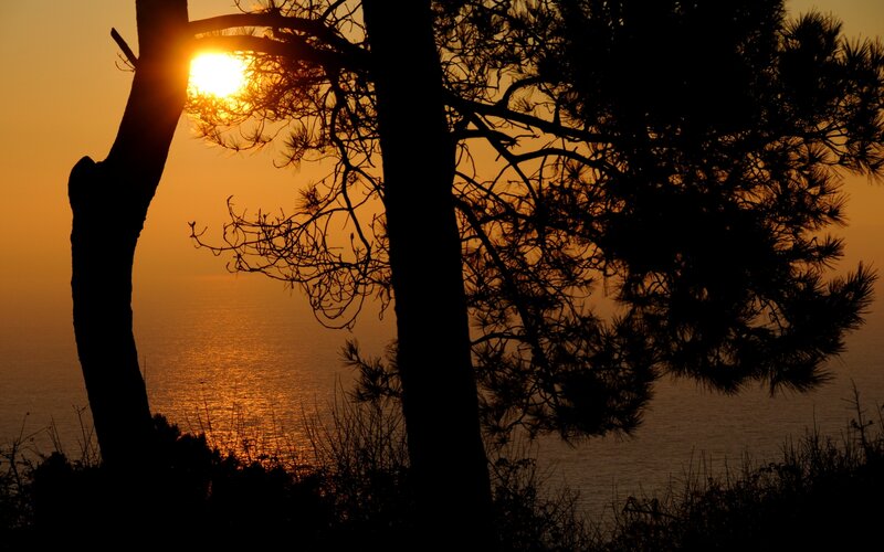 Silhouetted Trees at Sunset — Orange, Sea