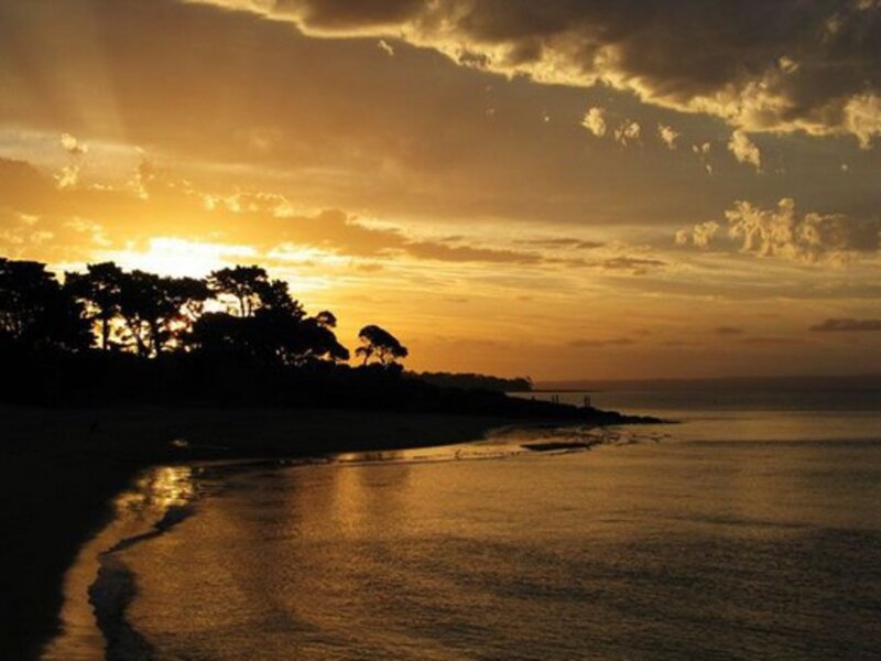 Silhouetted Trees at Sunset — Orange, Serene, Photograph, Beach