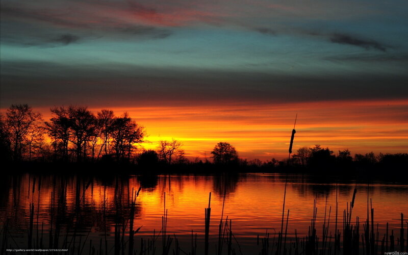 Silhouetted Trees at Sunset — Orange, Serene, Photograph, Cattails