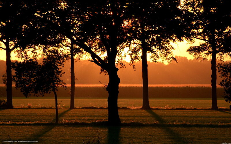 Silhouetted Trees at Sunset — Orange, Serene, Photograph, Field