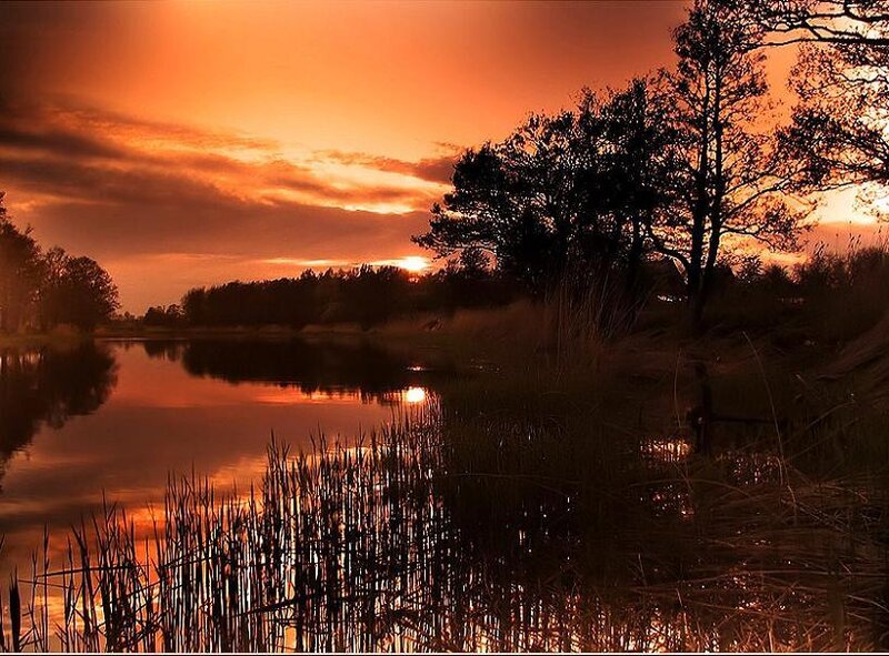 Silhouetted Trees at Sunset — Orange, Serene, Photograph, Lake, Sky, Reeds