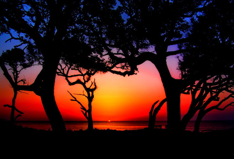 Silhouetted Trees at Sunset — Orange, Serene, Photograph, Ocean