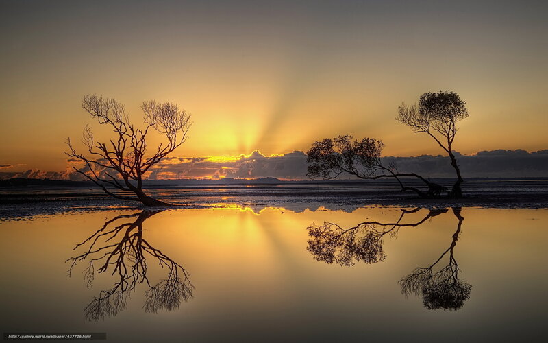 Silhouetted Trees at Sunset — Orange, Serene, Photograph, Reflection