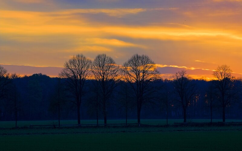 Silhouetted Trees at Sunset — Orange, Serene, Photograph, Sky, Field