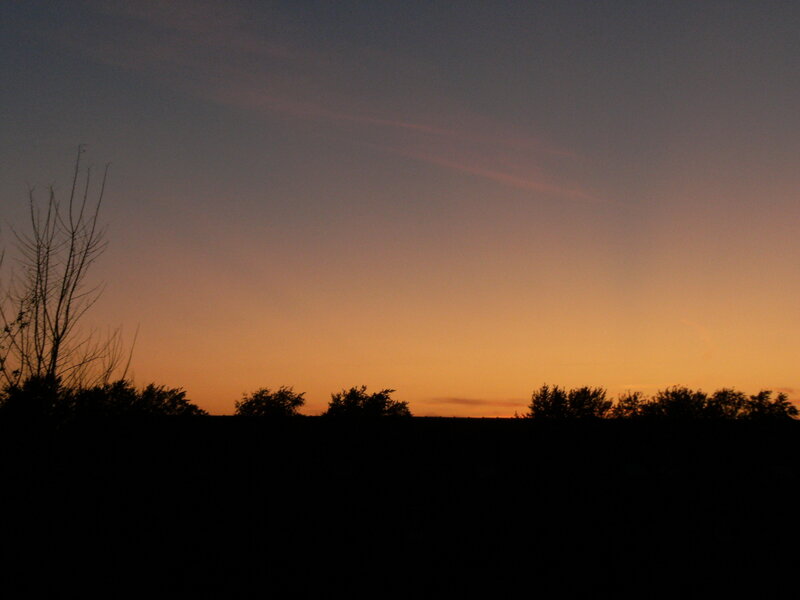 Silhouetted Trees at Sunset — Orange, Serene, Photograph, Sky, Horizon, Purple