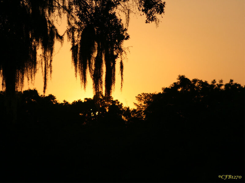 Silhouetted Trees at Sunset — Orange, Serene, Photograph, Sky, Moss