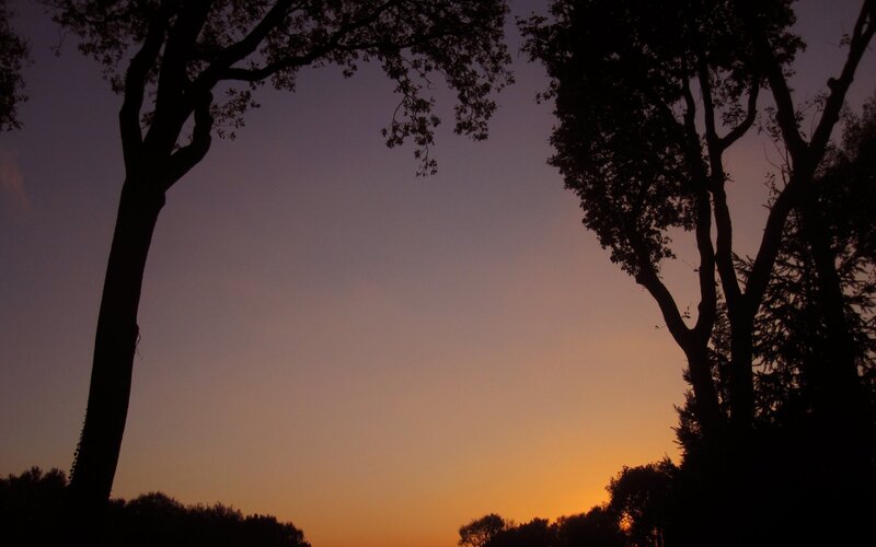 Silhouetted Trees at Sunset — Orange, Serene, Photograph, Sky, Purple, Black