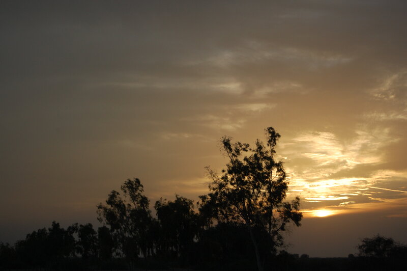 Silhouetted Trees at Sunset — Orange, Serene, Photograph, Sky, Sun, Gray