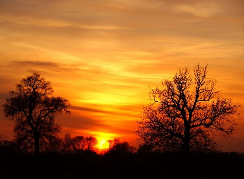 Silhouetted Trees at Sunset — Orange, Serene, Photograph, Sky, Sun