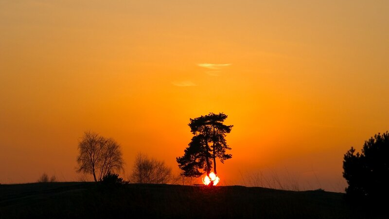 Silhouetted Trees at Sunset — Orange, Serene, Photograph, Sky, Sun, Yellow, Black