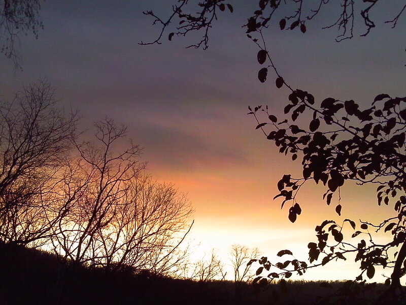 Silhouetted Trees at Sunset — Orange, Serene, Photograph, Sky
