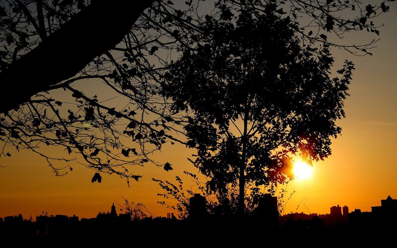 Silhouetted Trees at Sunset — Orange, Serene, Photograph, Sun, City Skyline, Branches