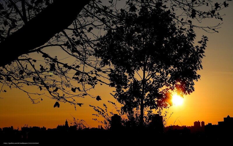 Silhouetted Trees at Sunset — Orange, Serene, Photograph, Sun, City Skyline