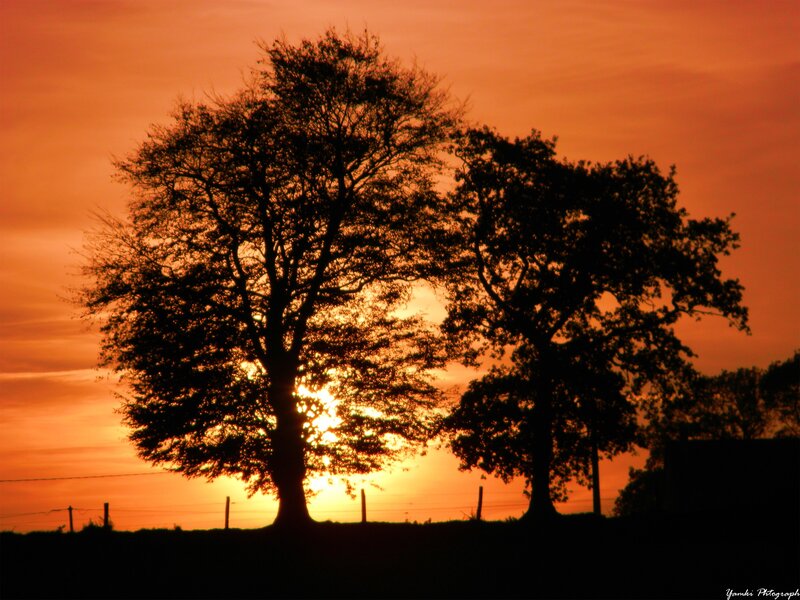 Silhouetted Trees at Sunset — Orange, Serene, Photograph, Sun, Fence