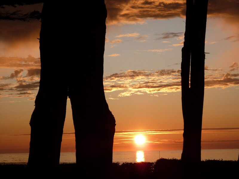 Silhouetted Trees at Sunset — Orange, Serene, Photograph, Sun, Ocean