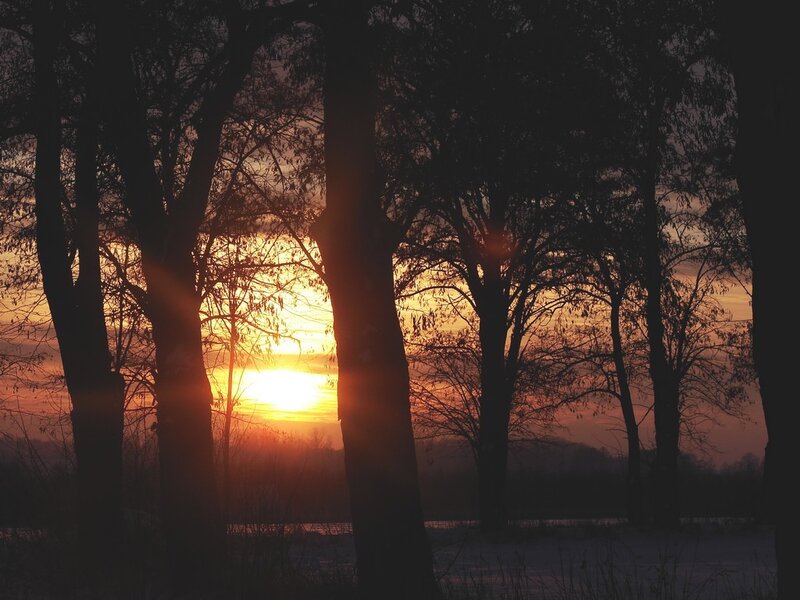 Silhouetted Trees at Sunset — Orange, Serene, Photograph, Sun, Sky, Black, Yellow