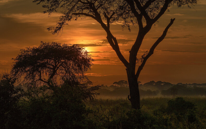 Silhouetted Trees at Sunset — Orange, Serene, Photograph, Sun, Sky, Fog