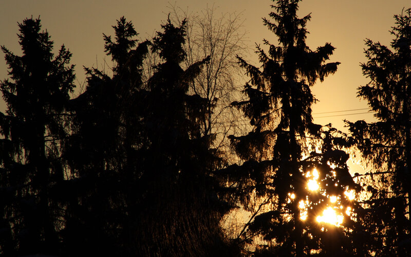 Silhouetted Trees at Sunset — Orange, Serene, Photograph, Sun, Sky, Power Lines
