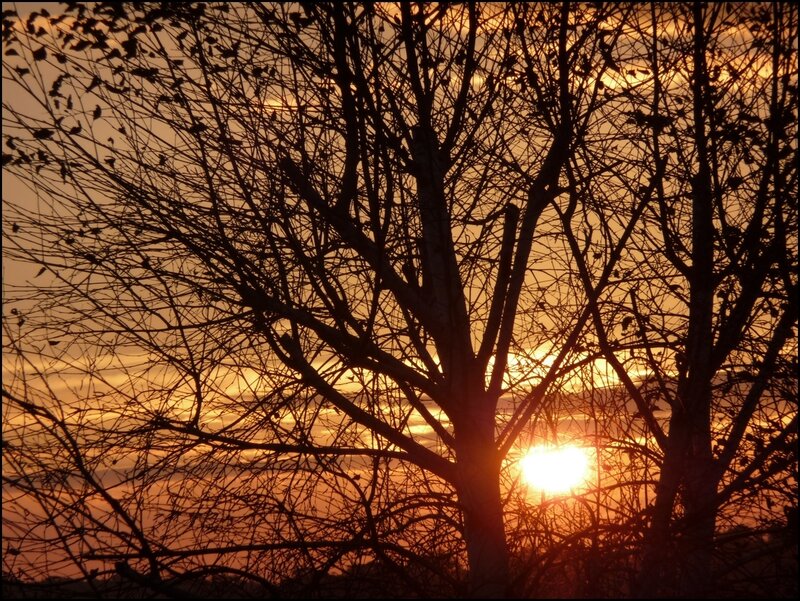 Silhouetted Trees at Sunset — Orange, Serene, Photograph, Sun, Sky