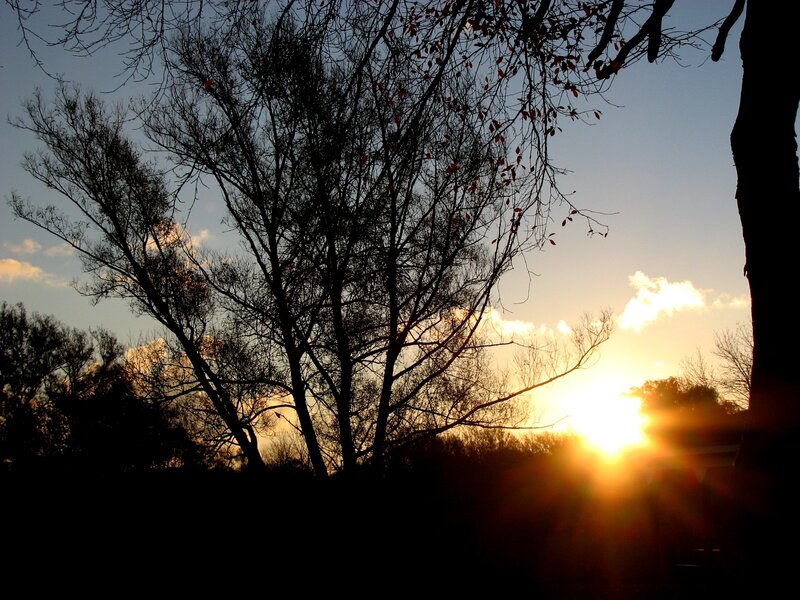 Silhouetted Trees at Sunset — Orange, Serene, Photograph, Sun