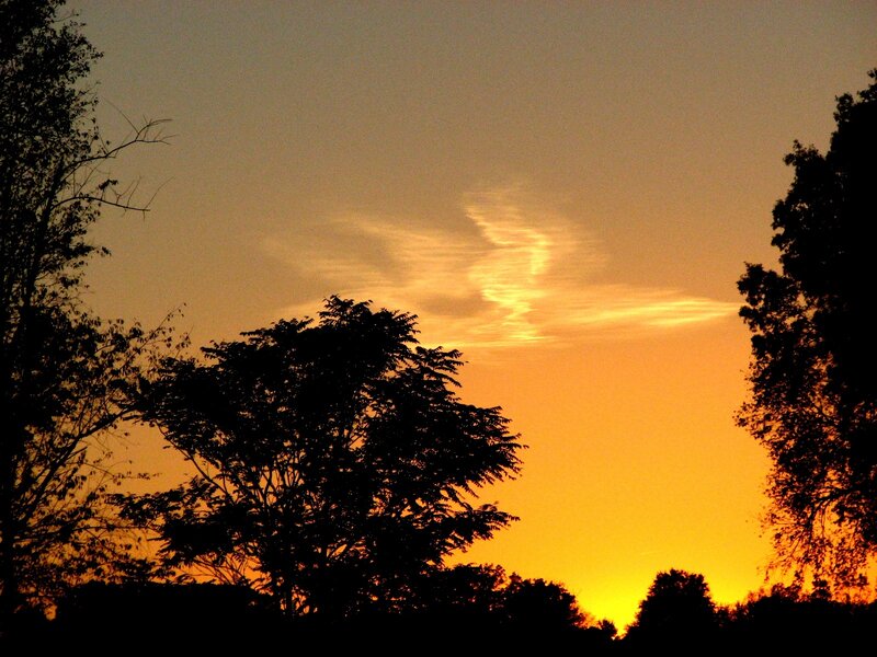 Silhouetted Trees at Sunset — Orange, Serene, Photograph