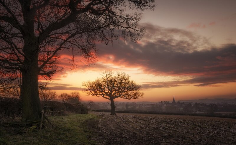 Silhouetted Trees at Sunset — Orange, Serene, Photograph, Tree