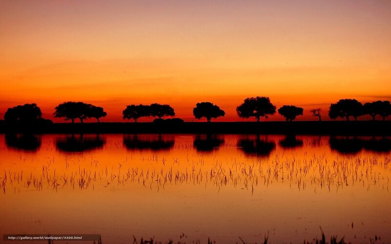 Silhouetted Trees at Sunset — Orange, Serene, Photograph, Water