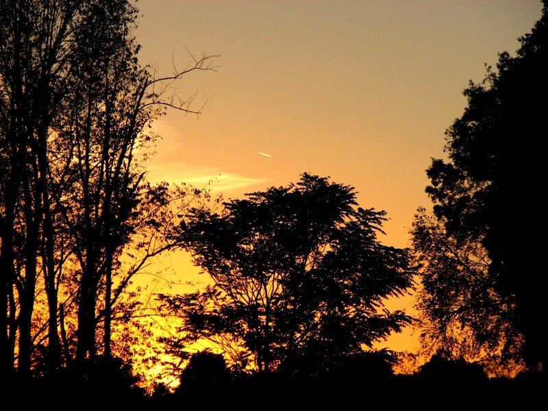 Silhouetted Trees at Sunset — Orange, Serene