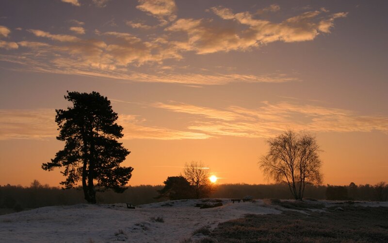 Silhouetted Trees at Sunset — Orange, Serene, Winter